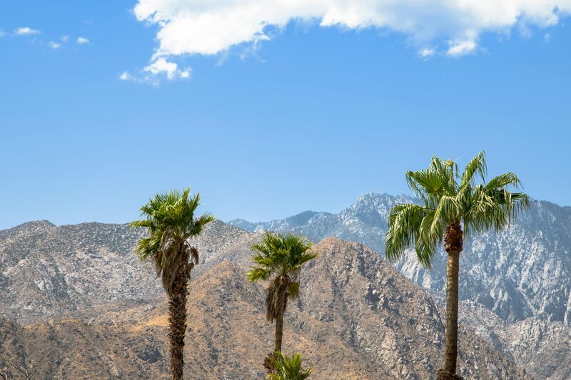 Three fan palms against the San Jacinto mountains, Palm Springs